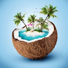 Coconut_travel