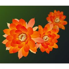 orange_flowers17