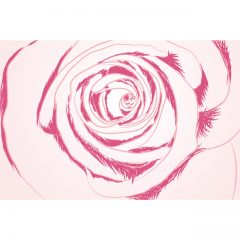 pink_rose3
