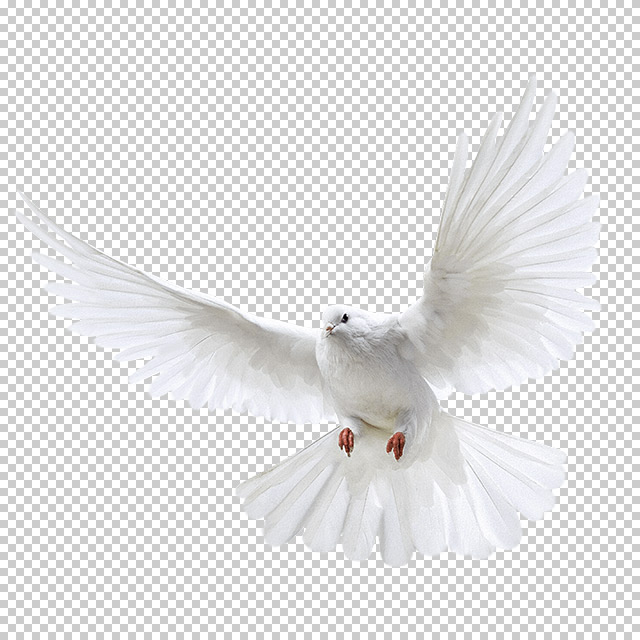 دانلود فایل دوربری شده کبوتر در حال پرواز با کیفیت بالا در ابعاد 2282 در 2772