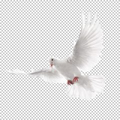 دانلود فایل دوربری شده کبوتر در حال پرواز با کیفیت بالا در ابعاد 2008 در 2128