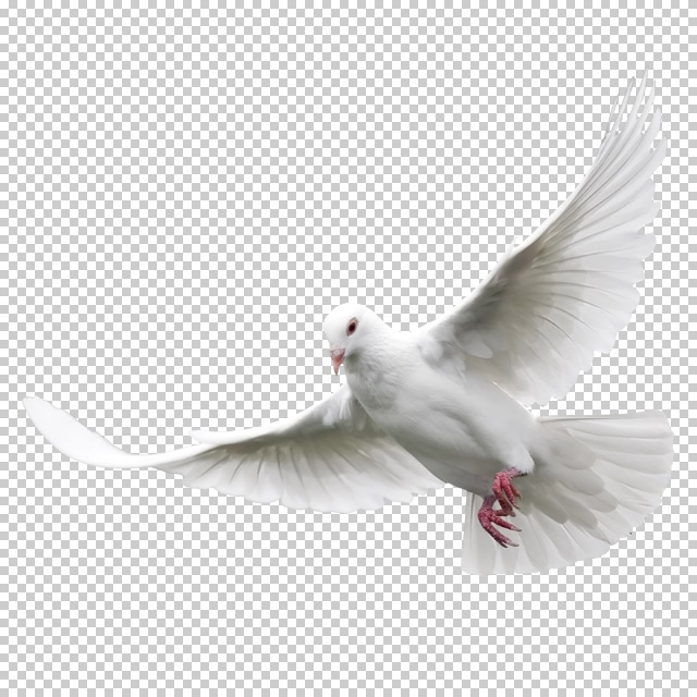 دانلود فایل دوربری شده کبوتر در حال پرواز با کیفیت بالا در ابعاد 500 در 600