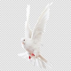 دانلود فایل دوربری شده کبوتر در حال پرواز با کیفیت بالا در ابعاد 900 در 900