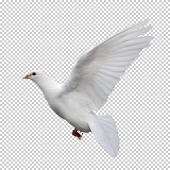 دانلود فایل دوربری شده کبوتر در حال پرواز با کیفیت بالا در ابعاد 1200 در 1000