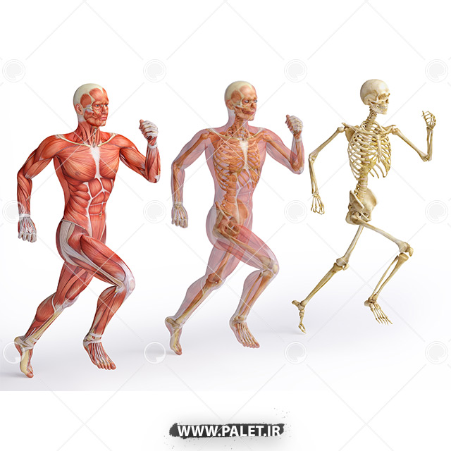 تصویر اناتومی بدن انسان در حال دویدن