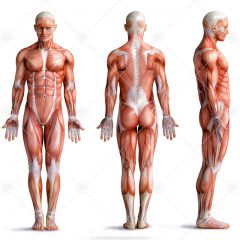 اناتومی کامل بدن در 3 حالت مختلف