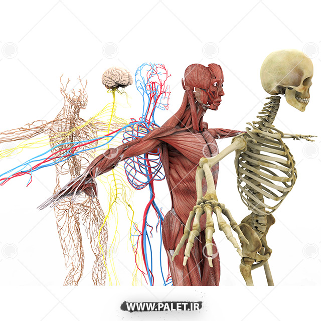 تصویر اناتومی کامل بدن انسان