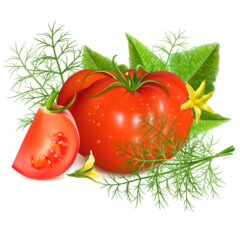 وکتور گوجه فرنگی قرمز همراه با بوته