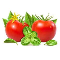 وکتور گوجه با گل و بوته سبز