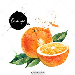 دانلود وکتور میوه و پرتقال با استایل آبرنگ