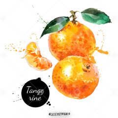 دانلود وکتور میوه نارنگی نقاشی آبرنگ