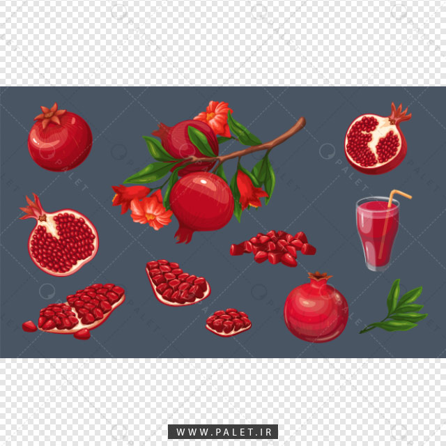 وکتور باکیفیت شاخه و ابمیوه انار