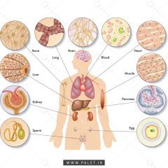 وکتور آناتومی بدن انسان