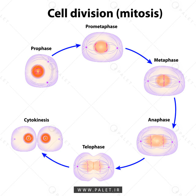 وکتور مراحل تقسیم سلولی