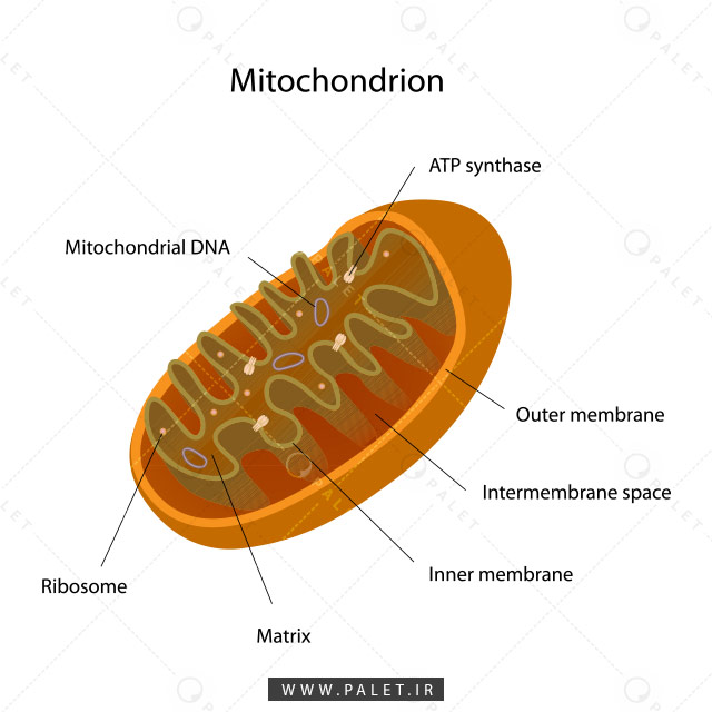 طرح لایه‌باز ساختار میتوکندری