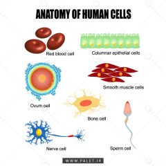 آناتومی سلول‌های انسان
