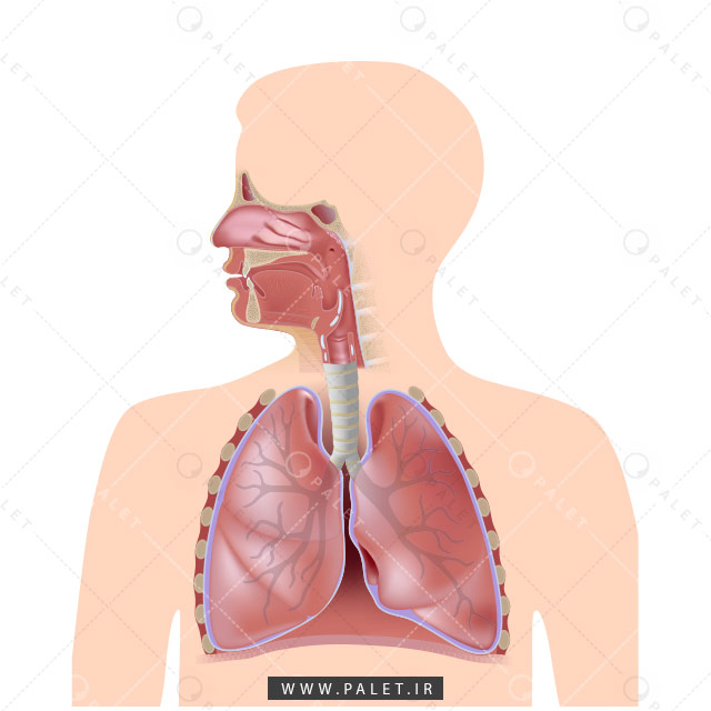 وکتور سیستم تنفسی