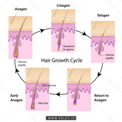 وکتور چرخه رشد مو