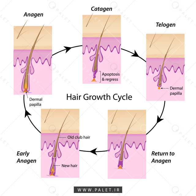 وکتور چرخه رشد مو