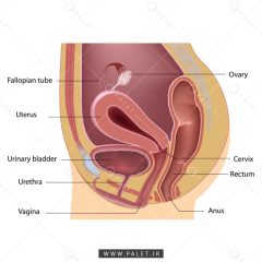 آناتومی دستگاه تناسلی زنان