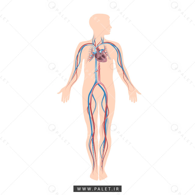 آناتومی دستگاه گردش خون انسان