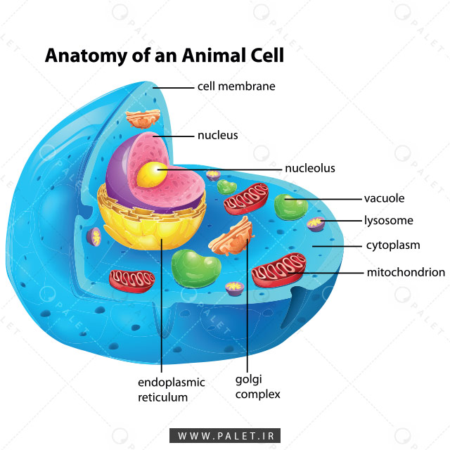 اینفوگرافیک رایگان آناتومی سلول