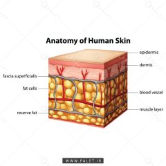 اینفوگرافیک رایگان ساختار پوست