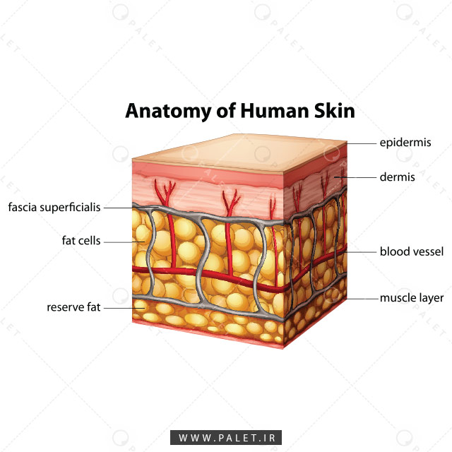 اینفوگرافیک رایگان ساختار پوست