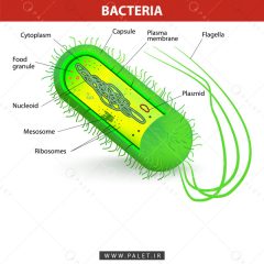 وکتور ساختار باکتری