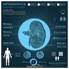 وکتور رایگان اینفوگرافیک ساختار کلیه