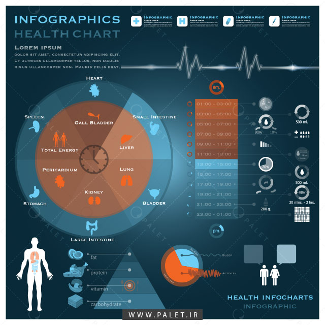 اینفوگرافیک ساعت بیولوژیکی سلامت بدن