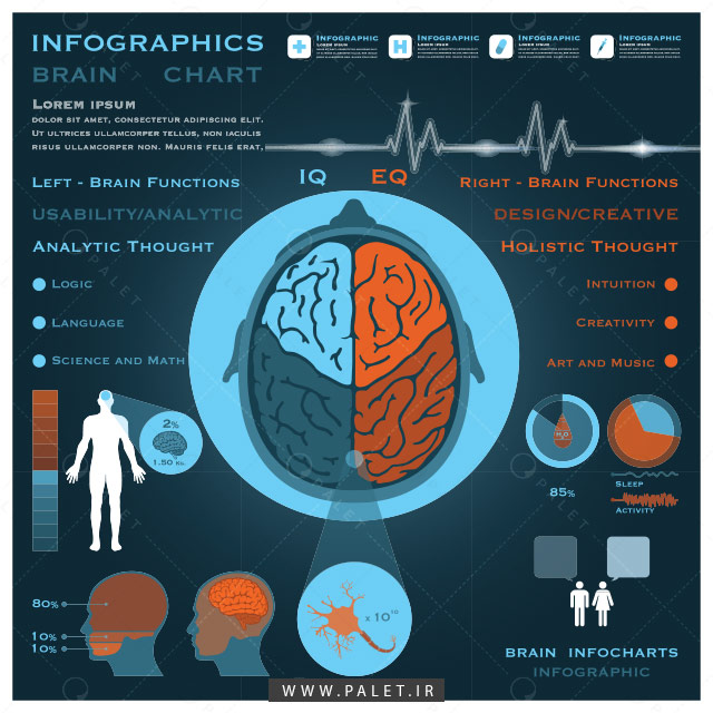 اینفوگرافیک سیستم عصبی مغز