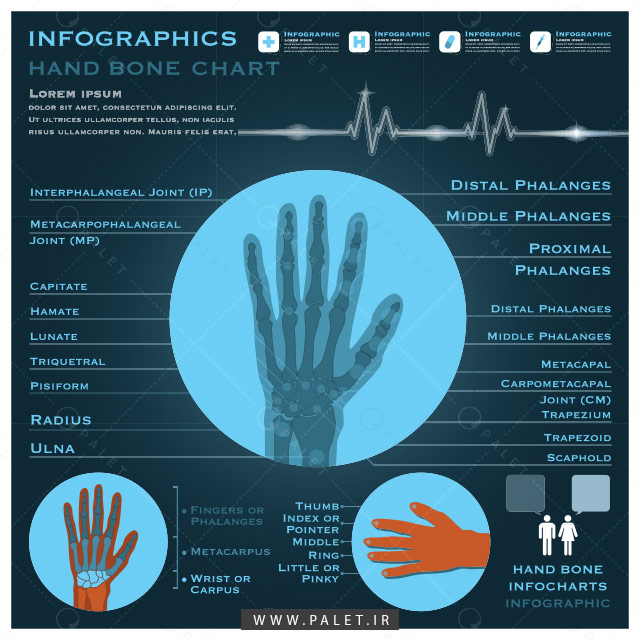 اینفوگرافیک آناتومی سیستم دست