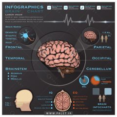 اینفوگرافیک رایگان عملکرد مغز