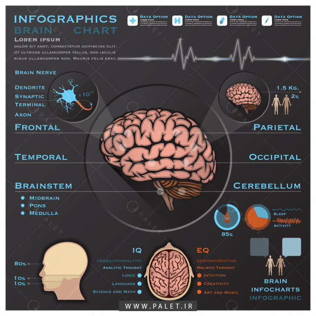 اینفوگرافیک رایگان عملکرد مغز