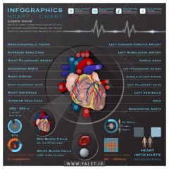 اینفوگرافیک آناتومی قلب و عروق