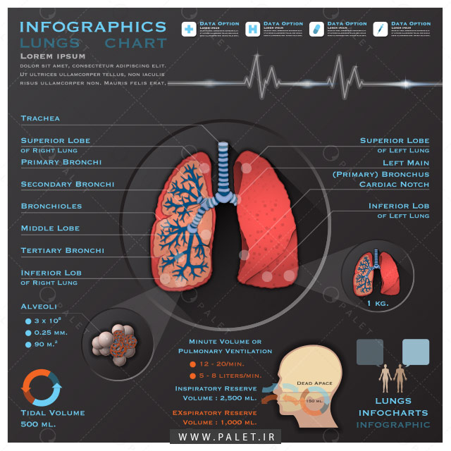 اینفوگرافیک آناتومی سیستم تنفسی و ریه