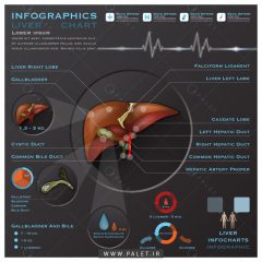 اینفوگرافیک آناتومی کبد