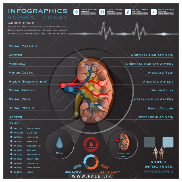 اینفوگرافیک آناتومی کلیه