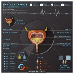 اینفوگرافیک آناتومی مثانه