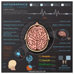 اینفوگرافیک سیستم مغز
