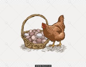 وکتور مرغ محلی و سبد تخم مرغ