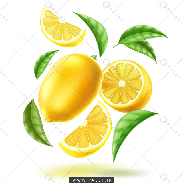 وکتور باکیفیت لیموهای تازه با برگ