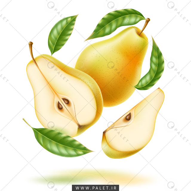 وکتور باکیفیت گلابی برش‌خورده